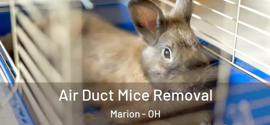  Air Duct Mice Removal Marion - OH